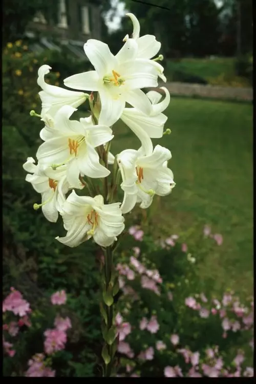 Lilium candidum shop
